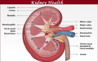 Kidney Health